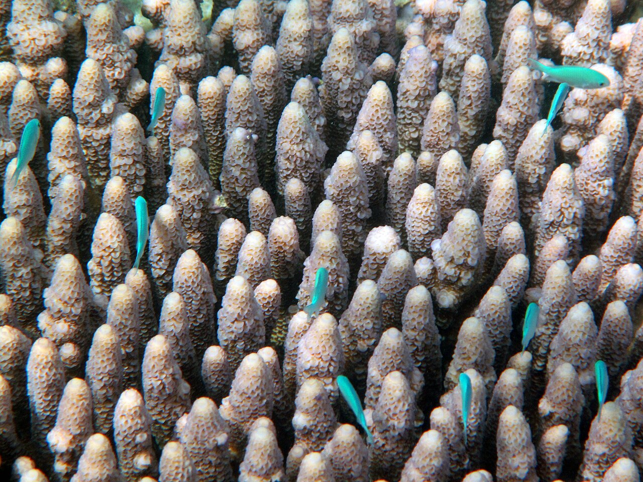 Great Barrier Reef